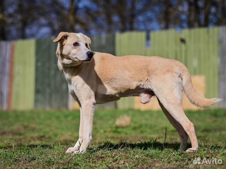 Спасите Луи