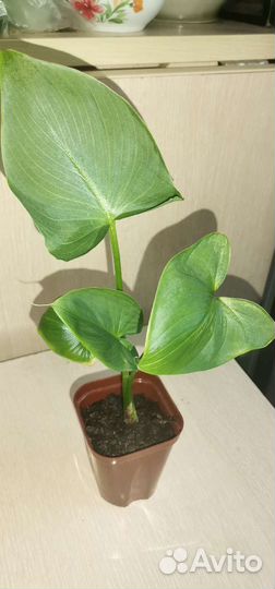 Комнатные растения цветы