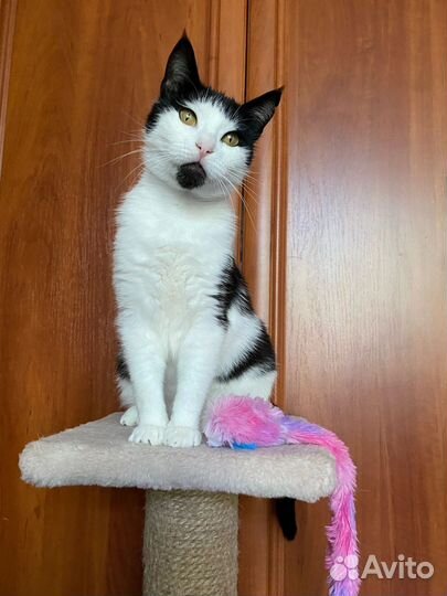 Красивая и умная кошечка ждёт своего человека