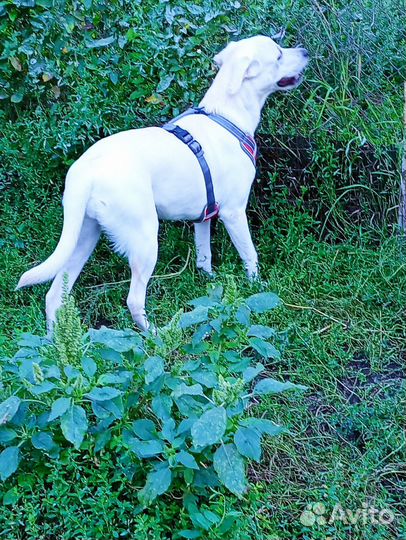 Лабрадор девочка