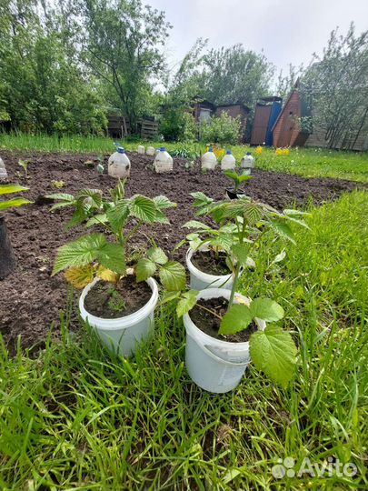 Саженцы малины