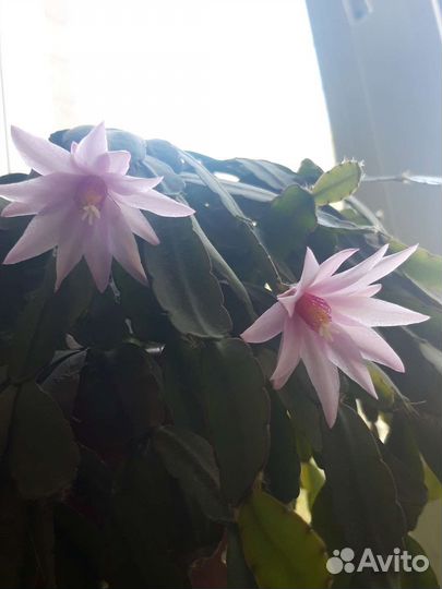 Цветок декабрист