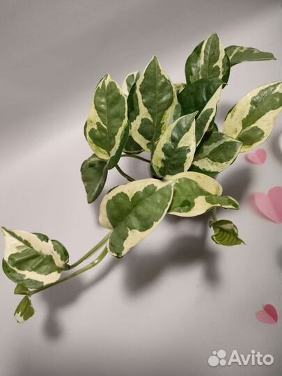 Эпипремнум Сциндапсус