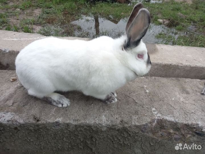 Продам крольчих