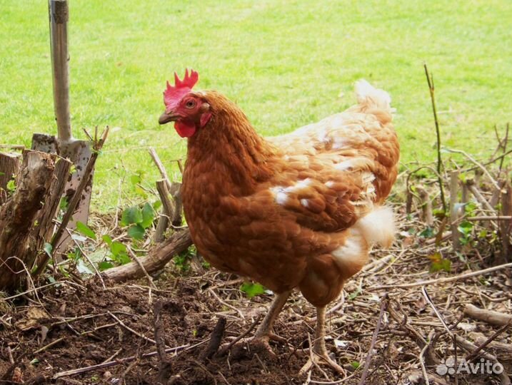 Куры молодки несушки