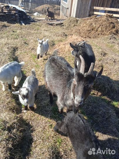 Продам коз