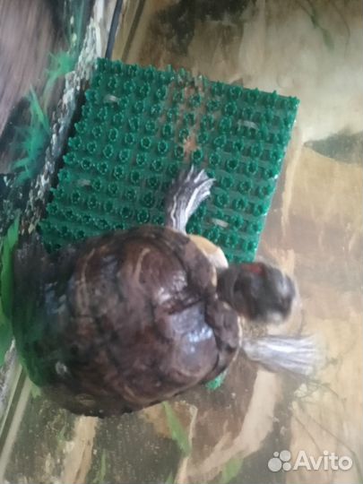 Аквариум для красноухой черепахи