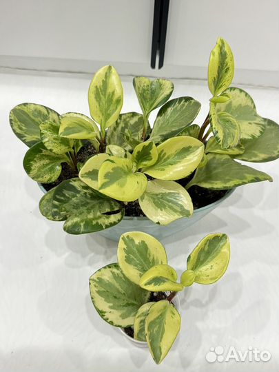 Пеперомия,фикус,папоротник,фил бразил,толстянка