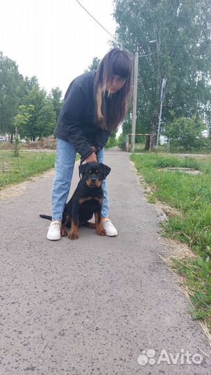 Ротвейлер