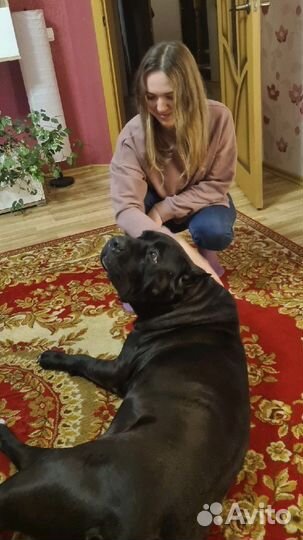 Выгул, рисмотр за питомцем, передержка