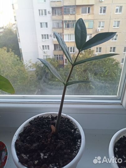 Замиокулькас, Антуриум