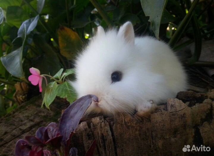 Декоративные кролики Большой Выбор в Питомнике