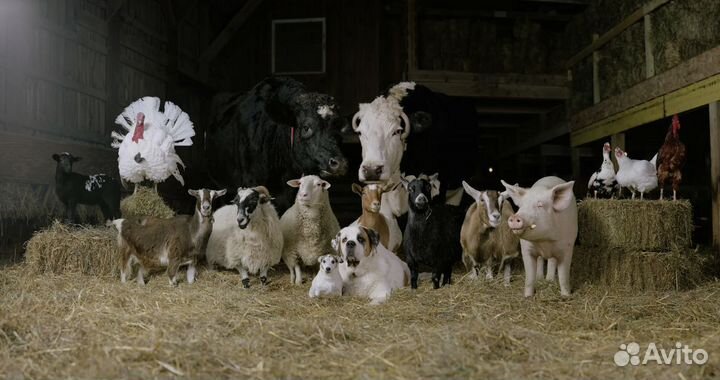 Продукты на корм животным