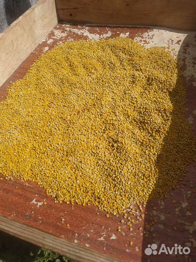 Пыльца пчелиная