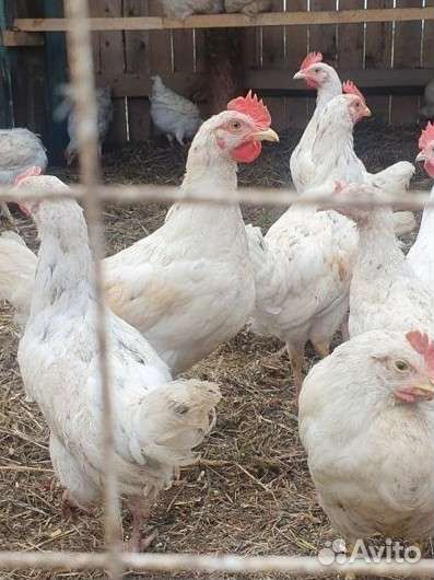 Куры несушки(молодки)