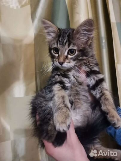 Пушистое счастье в добрые руки