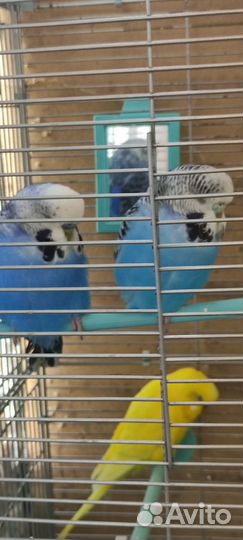 Волнистый попугай