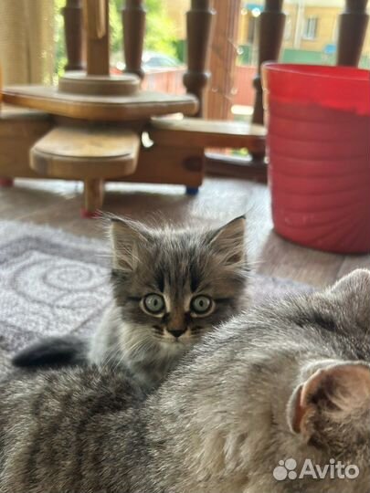 Котенок