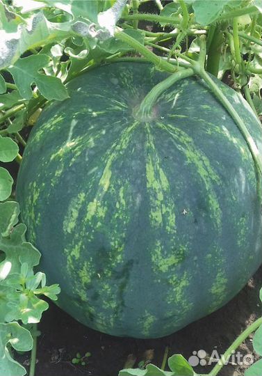 Семена Арбуза 