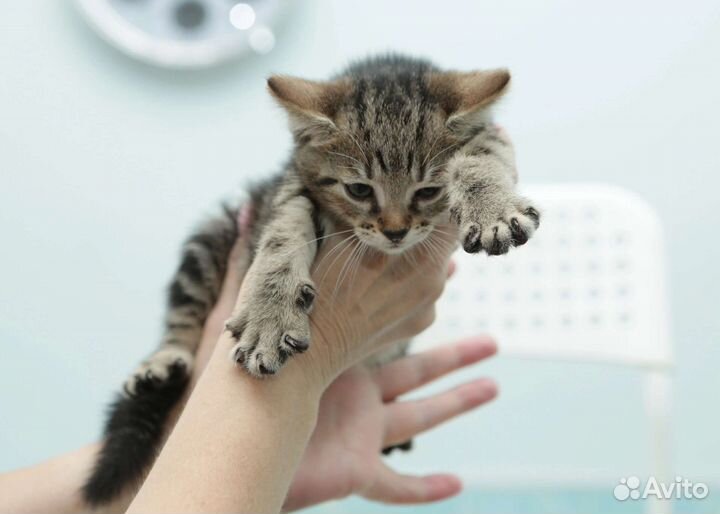 Кошка 2 мес