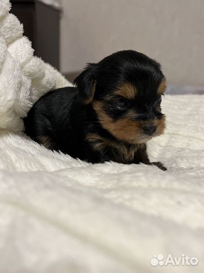 Щенок йоркширский терьер