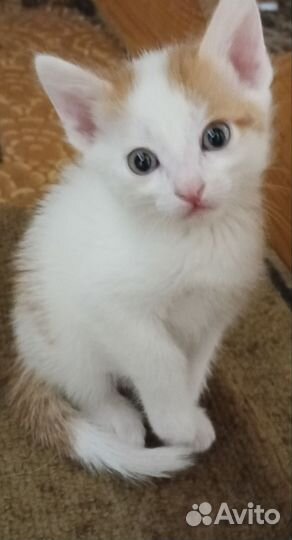 Кошки бесплатно