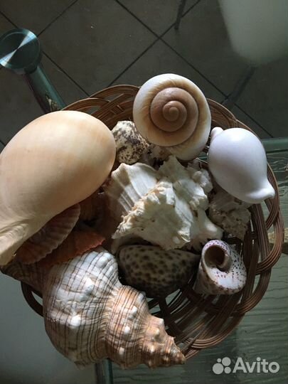 Ракушки набор в корзине