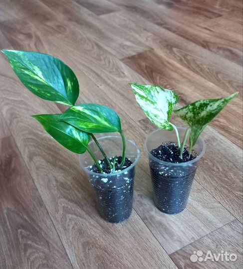 Комнатные растения цветы