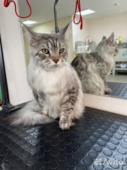 Стрижка (груминг) / экспресс-линька котов и кошек