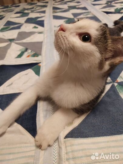 Без кота жизнь не та