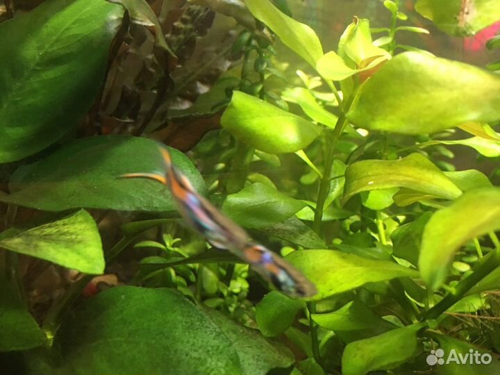 Боция мраморная