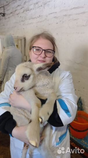 Передержка животных