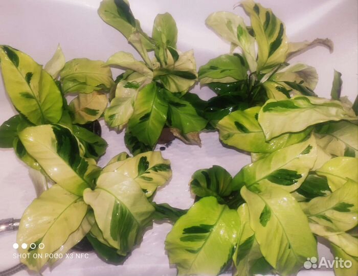 Калатея yellow fusion