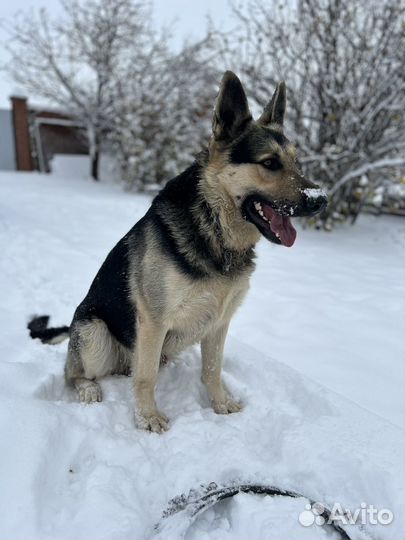 Вязка восточноевропейская овчарка