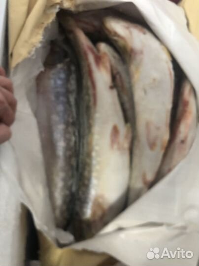 Рыба свежая Кунджа (Лосось)