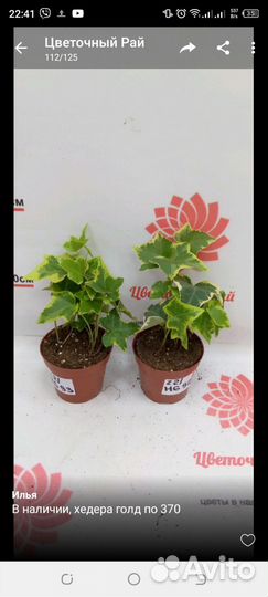 Суккулент микс, хедера 3 сорта