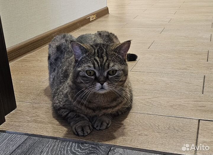 Шотландская кошка