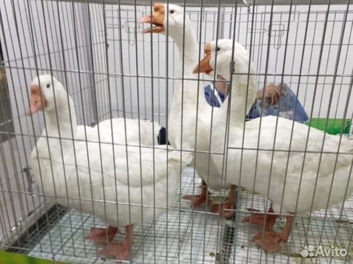 Гусята породы Линда