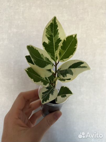 Фикус альбомаргината, фикус керли