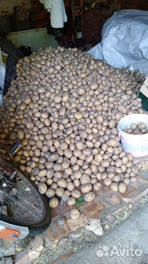 Продам картофель