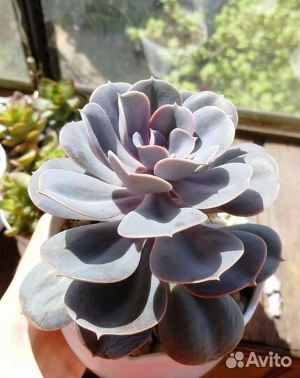 Эхеверия Жемчужина Нюнберга