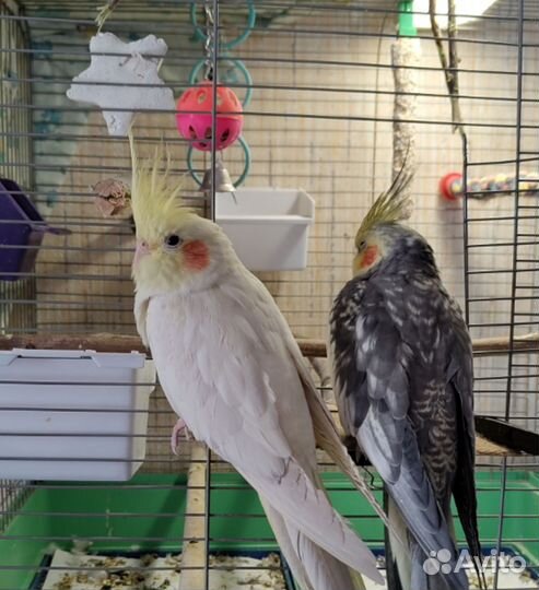 Большая клетка для попугаев (90/40/50)