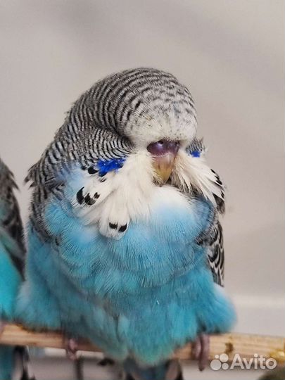 Чех, ввп Волнистый попугай ручной Подарок