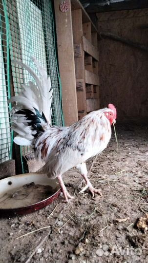 Петух,порода Бентамки