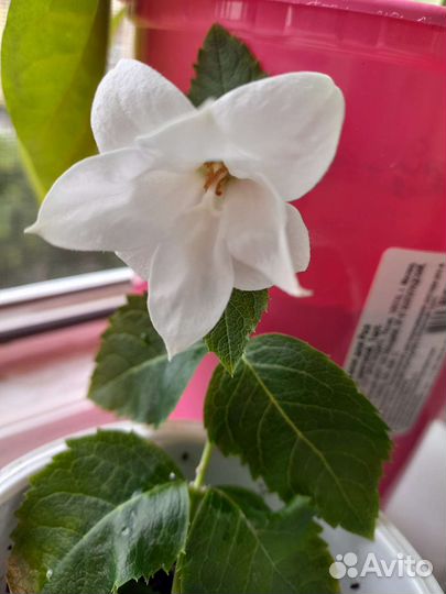 Эпипремнум