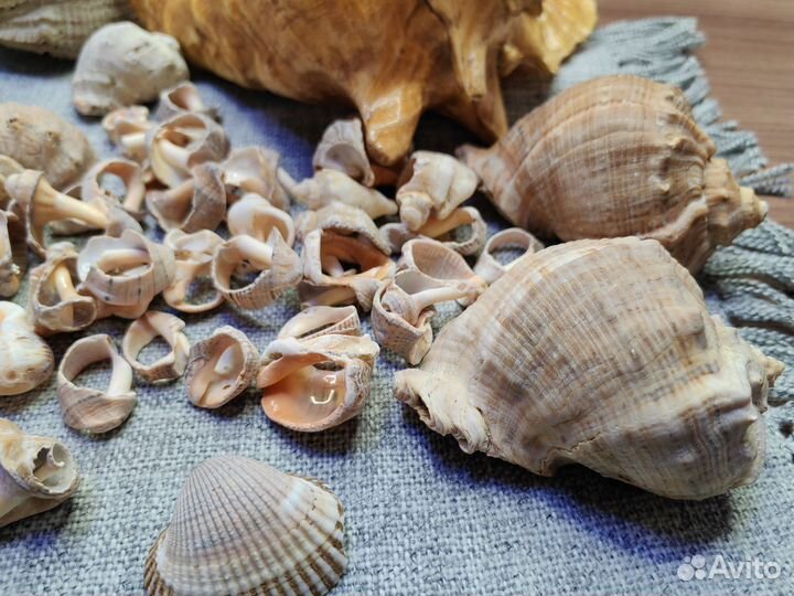 Набор ракушек