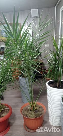 Финиковая пальма