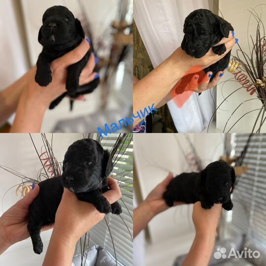 Щенки карликового пуделя