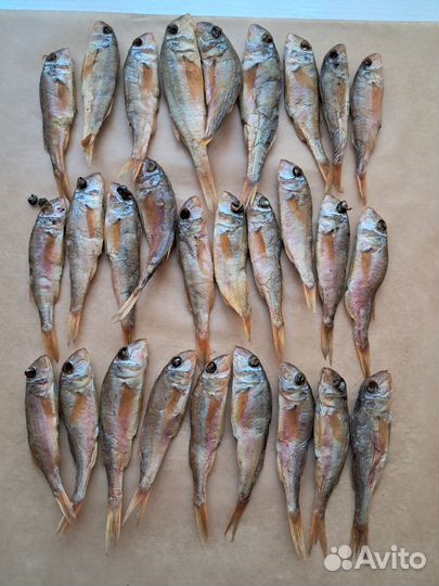 Провессная Барабуля Сарган Луфари Кефали Ставрида