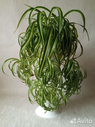 Хлорофитум кудрявый Бонни